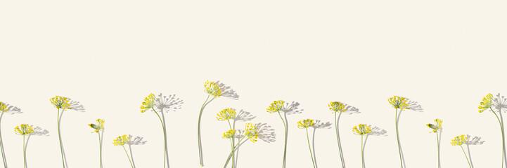 Flowering macro blooms plant dill, nature flowers of herb Dill on beige. Aesthetic banner with...