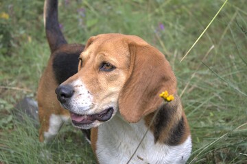 hermosa beagle 