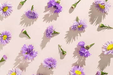 Fototapeta na wymiar Minimal trend pattern of autumn lilac blue flowers. Flower bushy aster and cornflower, autumn garden plants. Floral flat lay of blossoms with shadows at sunlight on beige Top view pattern