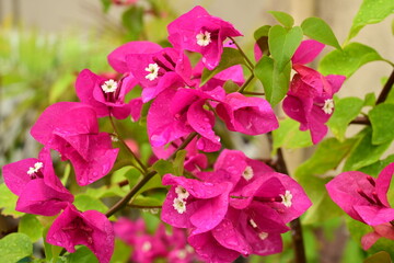 Naklejka premium Bougainvillea pink colored flower with rain drops wet in the rain in Palau