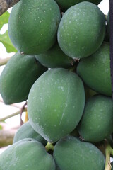 raw papaya stock on tree in farm