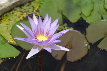 water lily