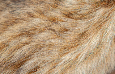 Beautiful spotted fur close-up. Texture of brown animal wool. Dog fur.