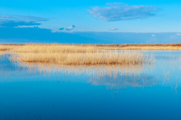 Calm wide river, fishing landscape. Reeds and kugai along the river bank.