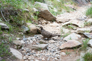 Naklejka na ściany i meble Grouse bird on rocky trail