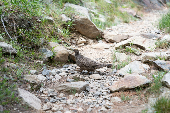 Grouse bird on rocky trail