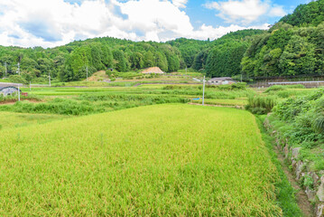 View of rice paddy in Daijisen-cho, Nara, Japan.