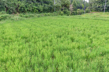 View of rice paddy in Daijisen-cho, Nara, Japan.