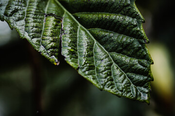 leaf with water drops