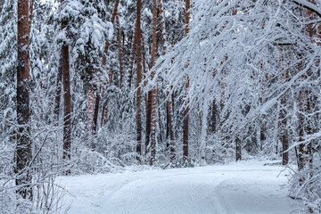 Majestic winter landscape. Snow in the forest.
