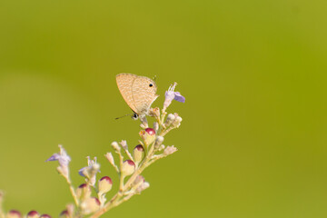 Small butterfly nectaring on  wild flowers in the summer season. Prosotas nora, the common lineblue. Natural Bright yellow green background