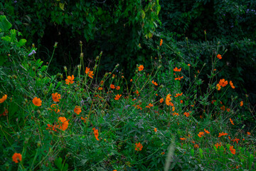 flores silvestres naranjas