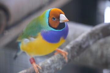 Colorful Bird