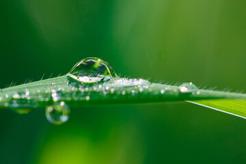 Green leaf with dew drop of water in morning on nature  background