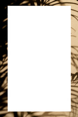 leaf shadow background with space for text