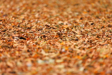 Fallen leaves showing that autumn is coming