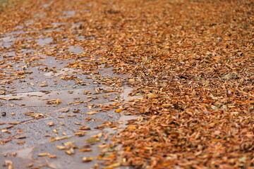 Fallen leaves showing that autumn is coming