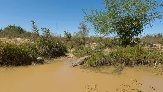 A very large caiman slips into the muddy water of a river after sunbathing. The reptile swims away. It is a hot sunny day. The skin of the caiman changes from dry to wet as it enters the water.

