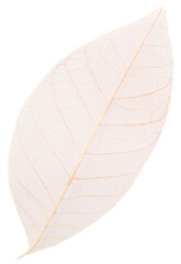 White leaf isolated