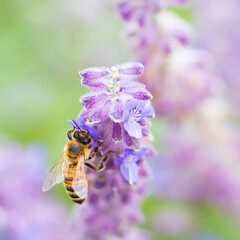 Fototapeta premium Bee Collecting Pollen from Lavender