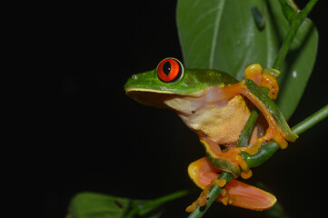 Fototapeta premium Red-Eyed Tree Frog in Calakmul Biosphere Reserve