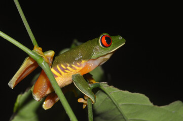 Red-Eyed Tree Frog in Calakmul Biosphere Reserve