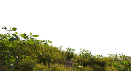 Variety of grass and small plants and flowers isolated