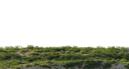Variety of grass and small plants and flowers isolated