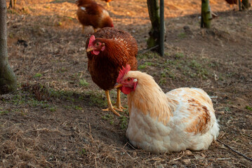 Rooster And Hen Looking At Something Together