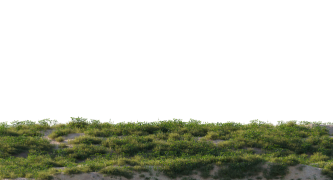 Variety of grass and small plants and flowers isolated