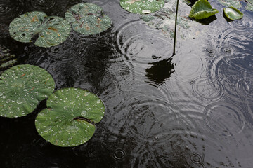 The lotus leaf in the water has a reflection, calm, cool, beautiful nature.