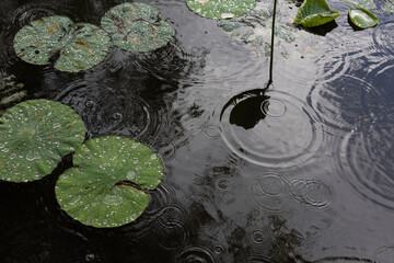 The lotus leaf in the water has a reflection, calm, cool, beautiful nature.