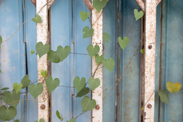illustration, book cover, green grass, ivy, vine, arch, arch, creeping with the iron gate The leaves are heart-shaped