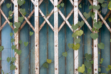 illustration, book cover, green grass, ivy, vine, arch, arch, creeping with the iron gate The leaves are heart-shaped