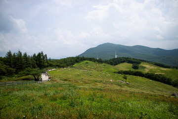 양떼목장 목초지