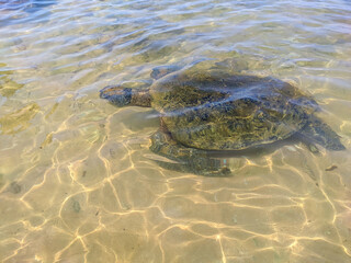 Large sea turtle swam to the beach of Hikkaduwa, turtle beach. Hikkaduwa, Sri Lanka