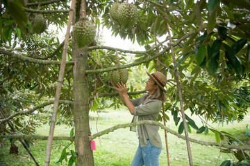 Happy young asian woman farmer holding durian in durian plantation, durians on the durian tree in a durian orchard, Durian production from farms in Thailand, Durian is a king of fruit in Thailand.