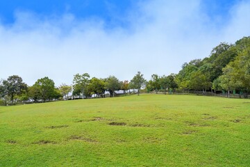 青空バックに見る広い芝生広場の公園情景