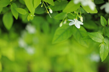 Water jasmine flower