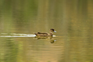 Grey Teal Duck