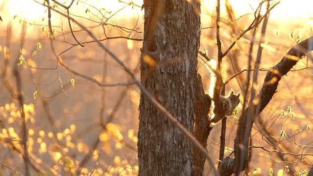Squirrel moves quickly around the tree looking for something to eat, golden sun background