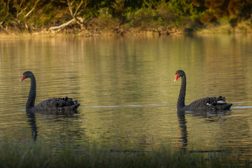 Obraz premium Two Black Swans Wading Past