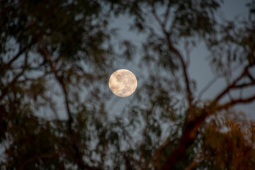 Full moon through eucalyptus in outback © Cloudcatcher Media
