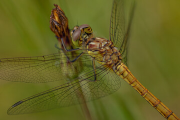 close up of dragonfly