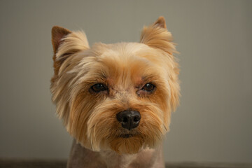 Yorkshire terrier looking at the camera, a portrait of a dog on a white background, a fluffy animal, a pet.