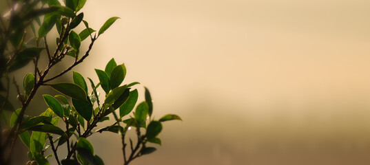 The nature of the leaves in the rainy season. The green plants serve as the background of the rainy season.