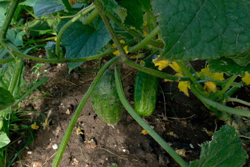 cucumber in the garden grown in the open field