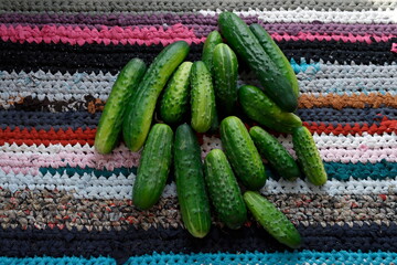 harvested cucumbers on a bright knitted rug