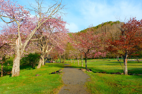 美しい桜並木道と散歩道 北海道釧路町別保公園