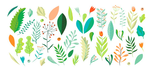 Wild flowers vector collection. Green herbs, leaves, wildflowers and berries. Vector illustration with different plants and branches.